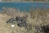 a pile of tyres in long grass beside the Burnett River