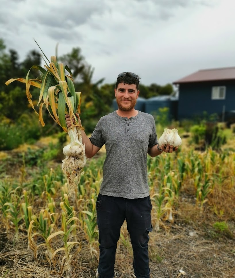 Bearded young man holding up garlic bulbs in left hand and garlic plant with right in garden. house in background