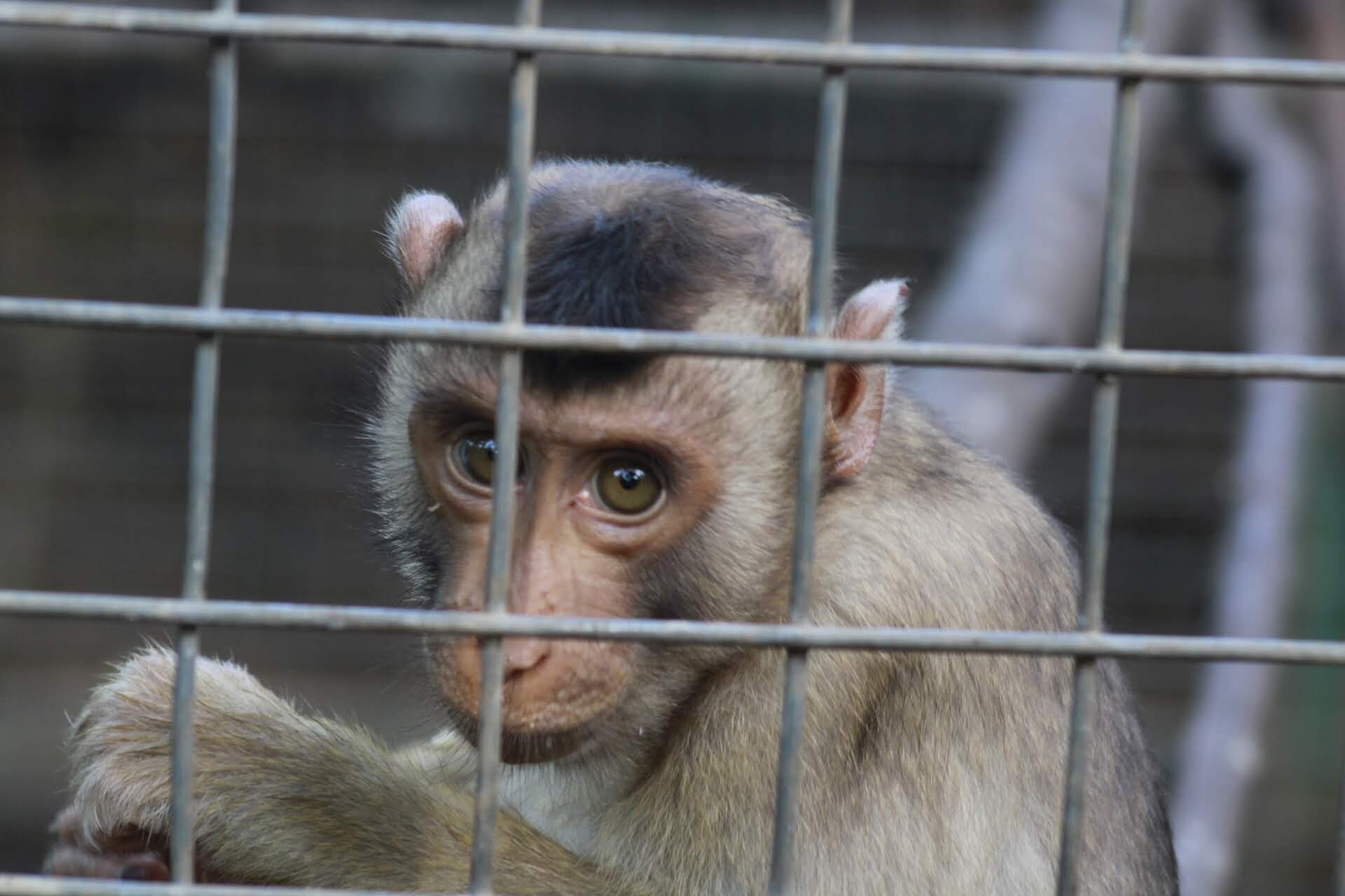 Ribuan Konten Penyiksaan Binatang Di Media Sosial Yang Meraih Keuntungan Berasal Dari Indonesia Abc News