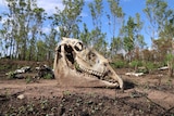 An old horse skull is seen in the middle of the bush. Behind it, there are many other bones.