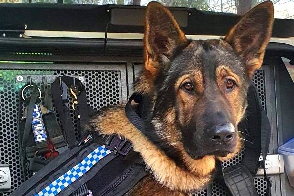 A police dog in a protective vest.