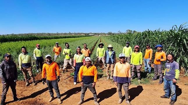Image of 17 Timorese workers at Mossmont Nursery, NSW