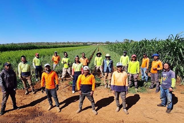 Image of 17 Timorese workers at Mossmont Nursery, NSW