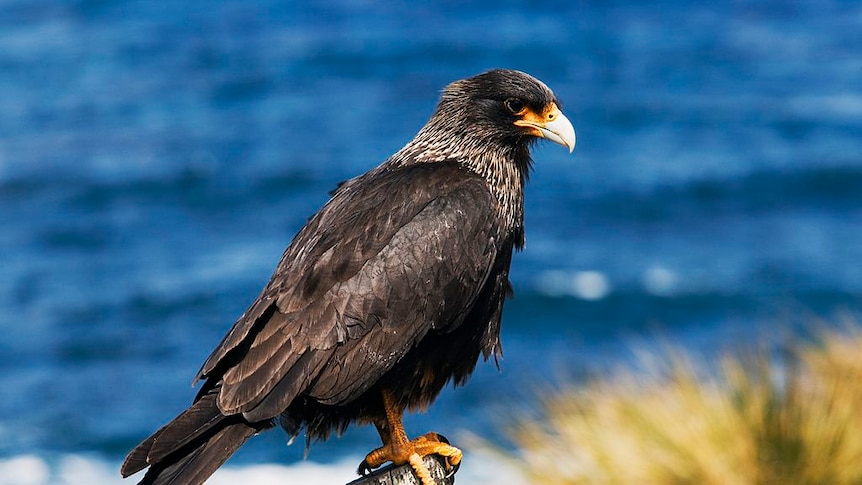 A caracara looking out to sea on the Falkland Islands