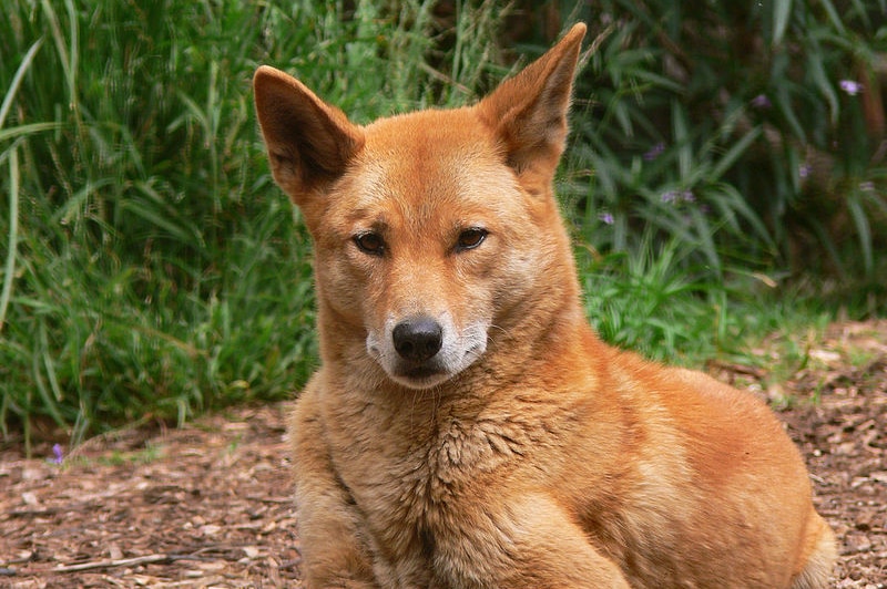 A dingo