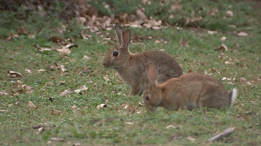 Rabbits eating grass.