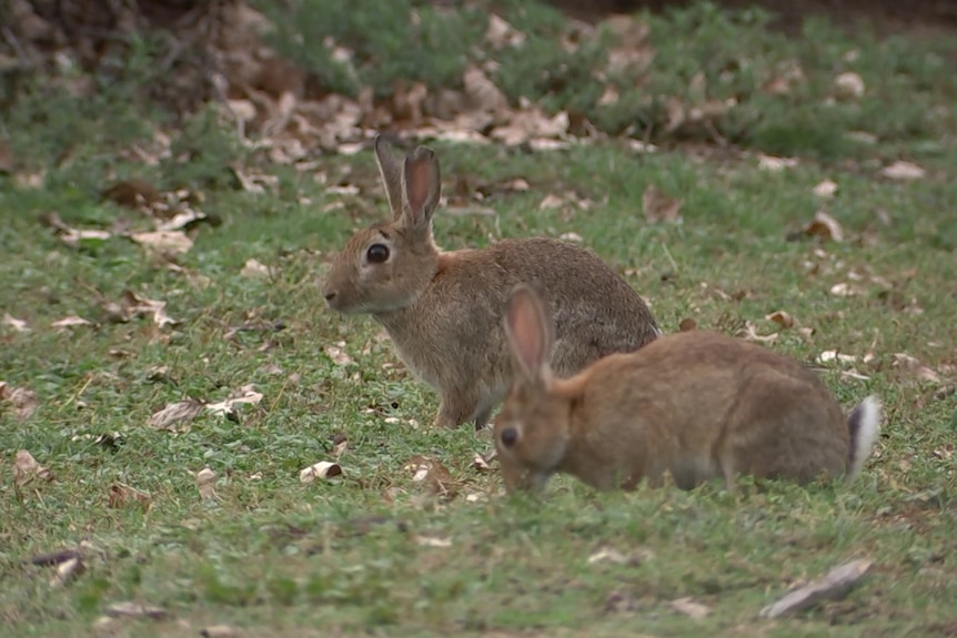 Rabbits eating grass.