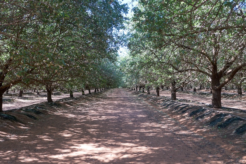 Lines of almond trees lush with green foliage