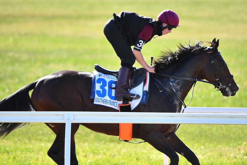 A track rider guides an international horse around Werribee ahead of the spring carnival.