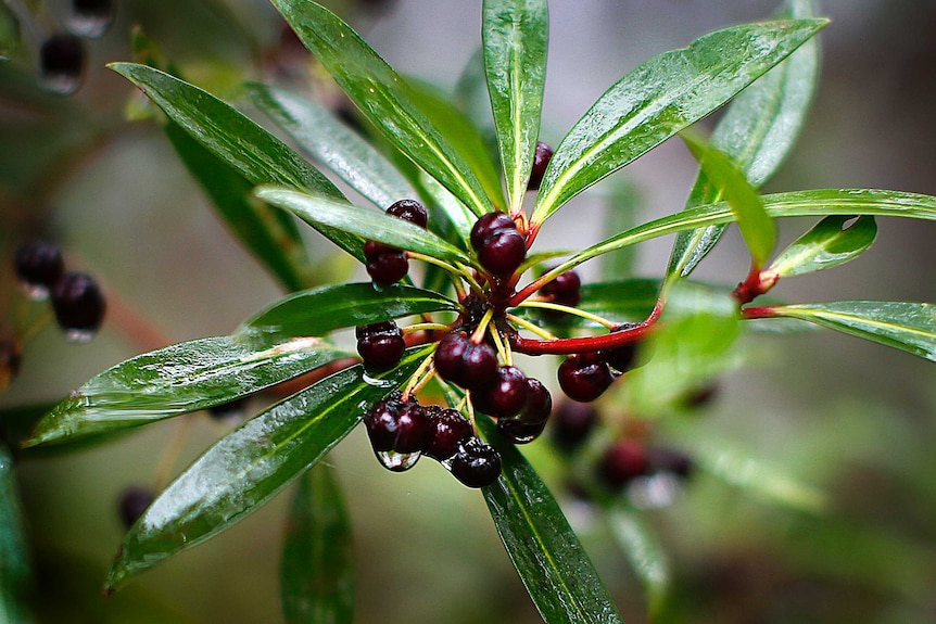 Native mountain berries