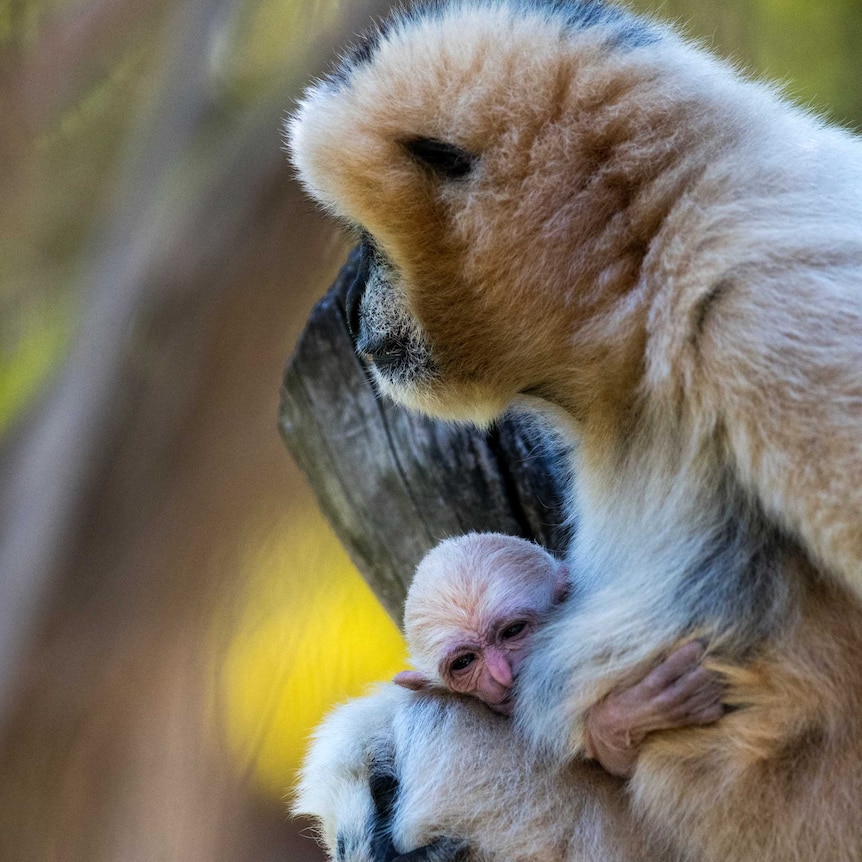 Baby gibbon at Adelaide Zoo