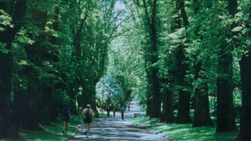 Joggers run down the walking path in Fitzroy Gardens, beneath the canopy provided by an elm avenue.