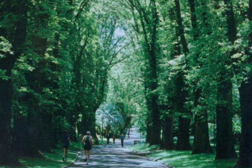 Joggers run down the walking path in Fitzroy Gardens, beneath the canopy provided by an elm avenue.