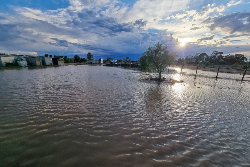 A paddock in regional Victoria almost completely covered in floodwater.