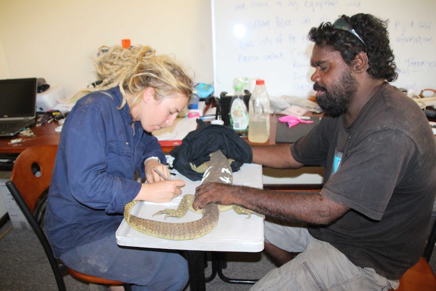 Man and woman measure goanna on a desk