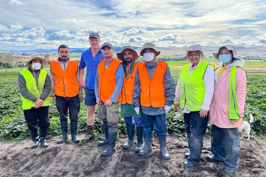 a group of workers from strawberry runner farm