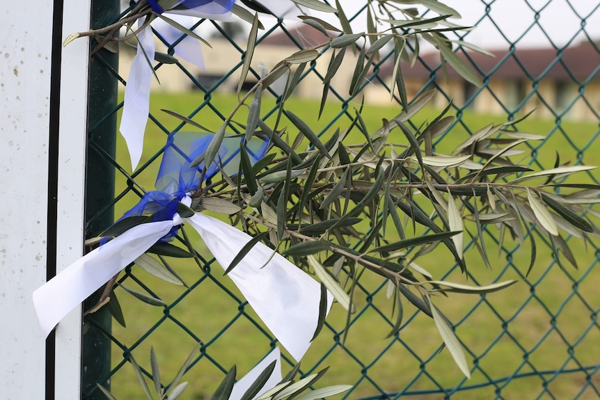 An olive branch is tied to a fence with blue and white ribbons.