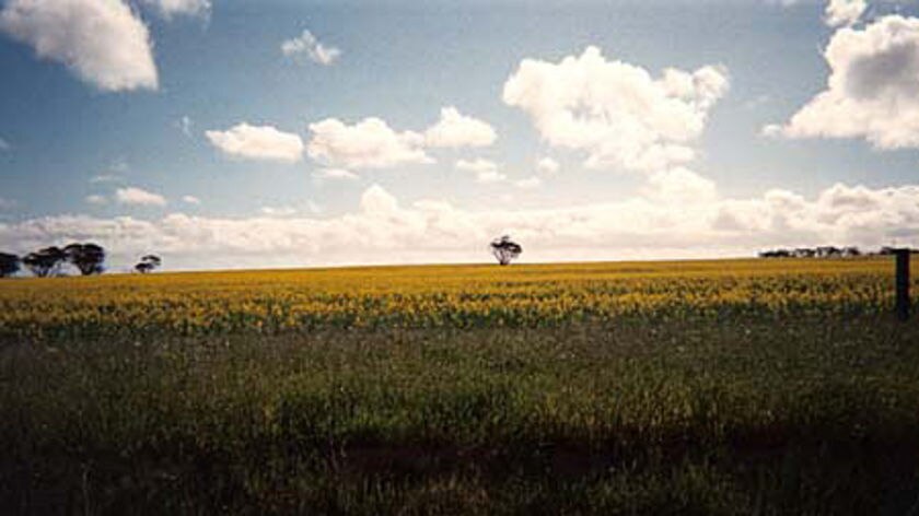 Canola crop on South Australia's Eyre Peninsula