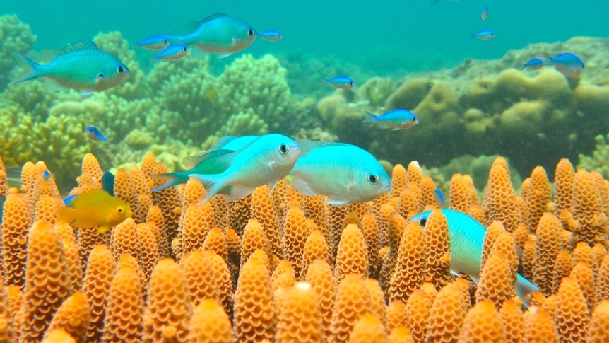 A number of little blue-green fish nestle and swim about in yellow coral on the seafloor