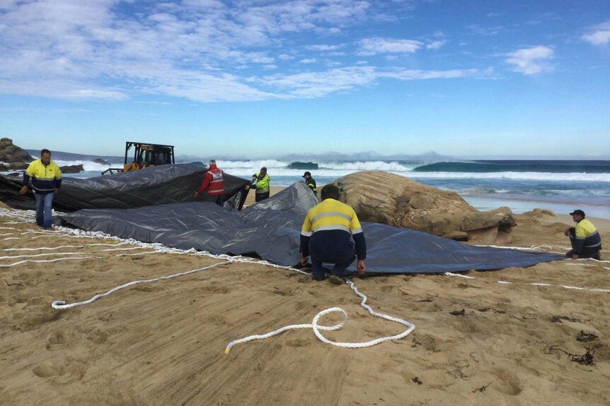 A group of men on a beach prepare to put tarpaulins over a whale carcass.