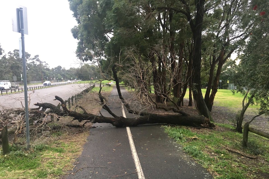 a tree collapsed over a wet footpath