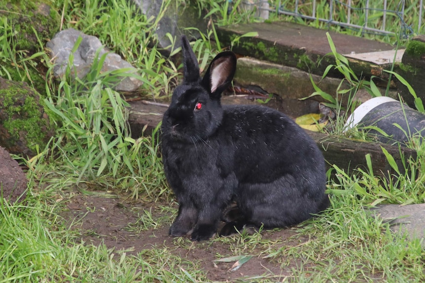 A black rabbit named Sambuca sitting in the grass.