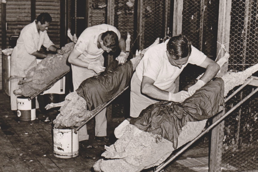 A historic photo of three men with merino sheep laying upside down on tables being inseminated with semen