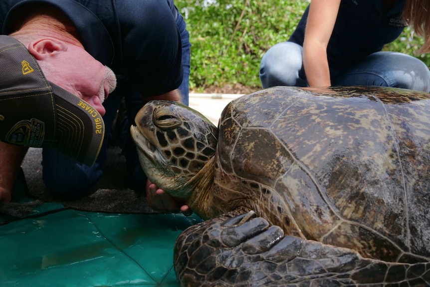 Bob McCosker face-to-face with green sea turtle Yoda, giving her a scratch under the chin