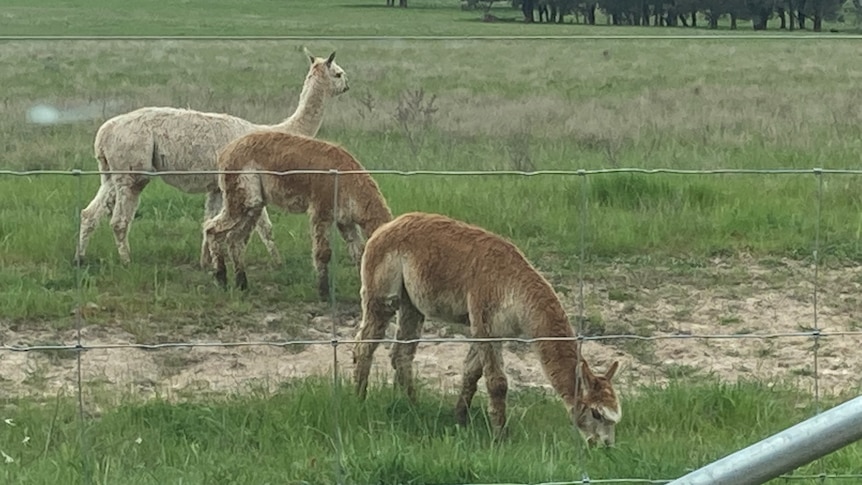 Three alpacas eating grass in a paddock.