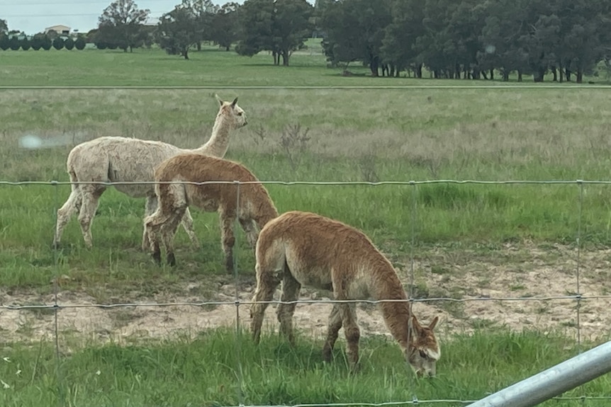 Three alpacas eating grass in a paddock.