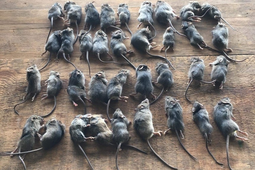 Dead mice lined up in rows.