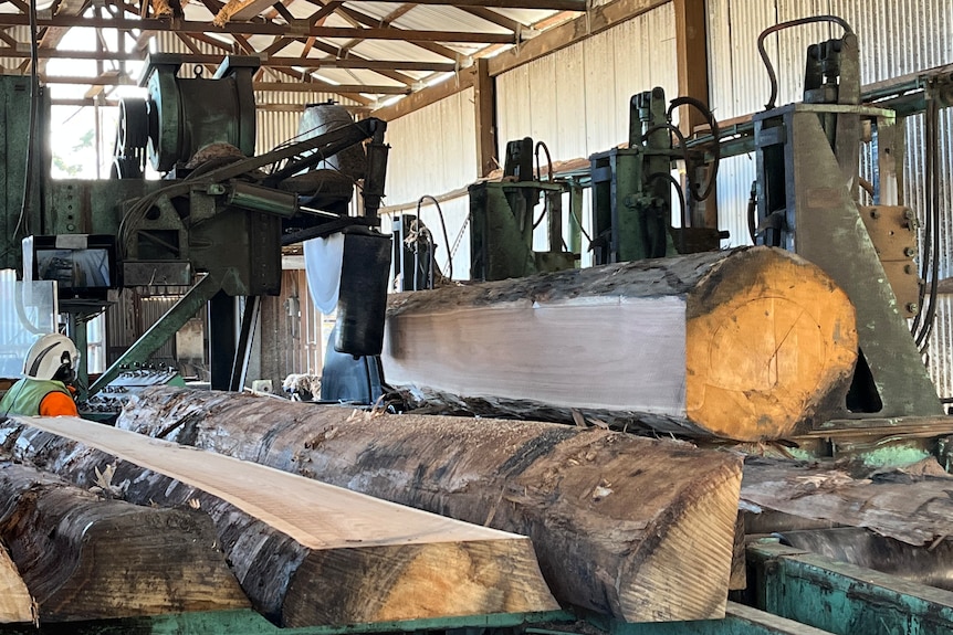 Several native timber logs sit on a sawmill