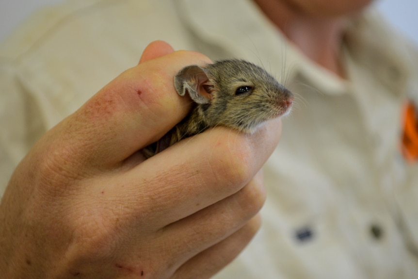 A hand holds a tiny mouse.