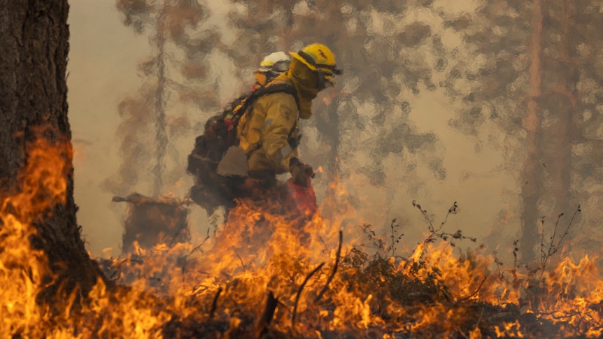 Two fire fires walk around a california wildfire as they undertake backburning