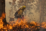 Two fire fires walk around a california wildfire as they undertake backburning