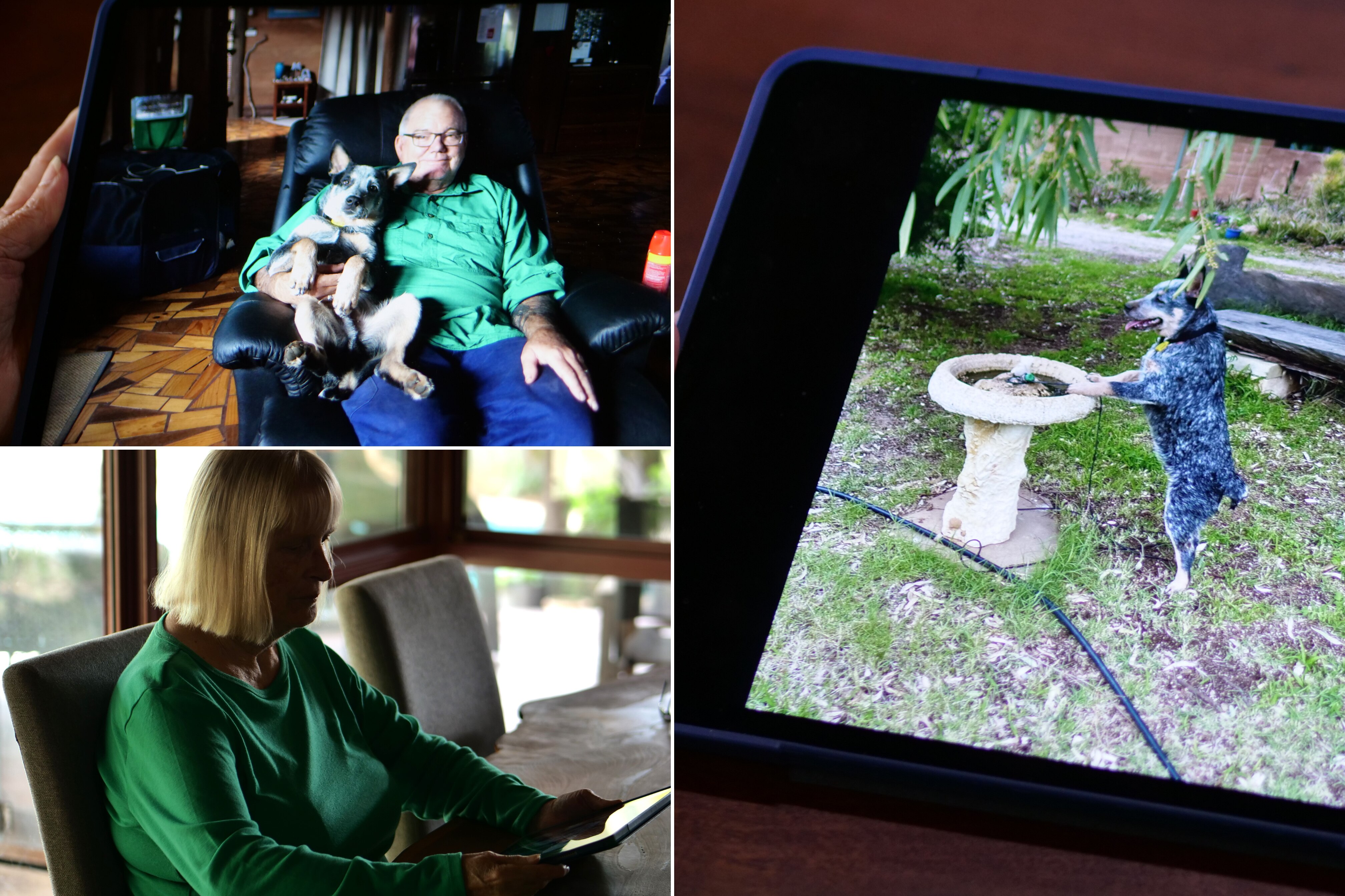 1080 dog death Clancy compile