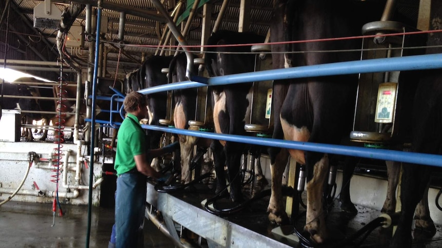 cows in a rotary dairy