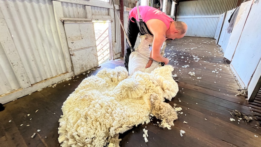 WA Sheep Shearer Tom Reed