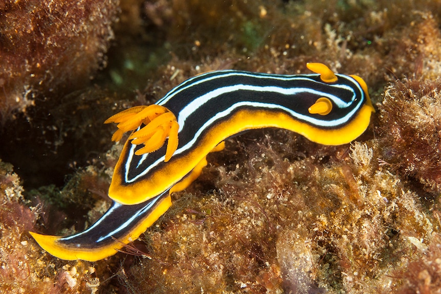 A black, white and yellow sea slug found in Gold Coast waters in 2013