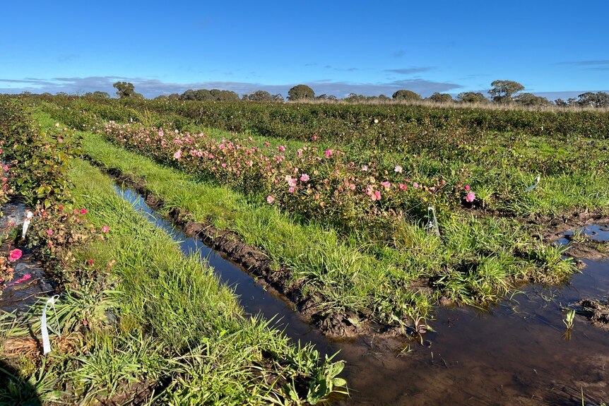 Rose plants in a field with mud and water, blue skies in the horizon.