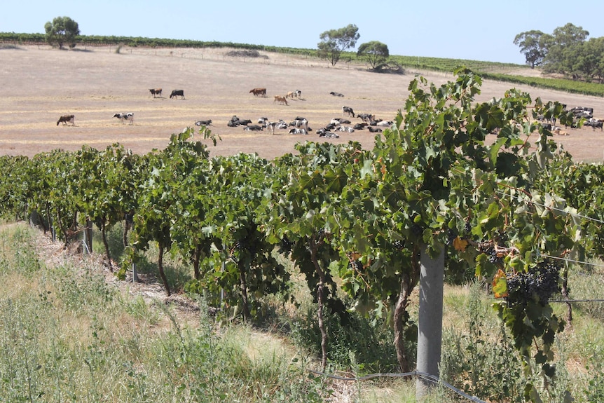 Dairy and vineyard mixed farming system