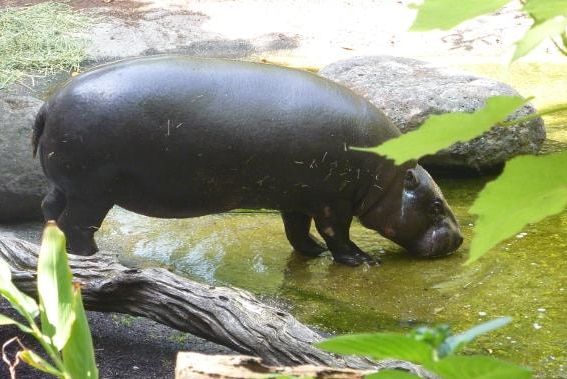 Petre the pygmy hippo