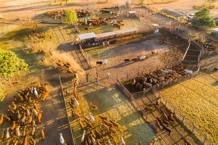 Aerial shot of cattle in yards