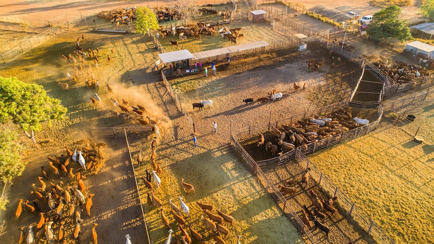 Aerial shot of cattle in yards