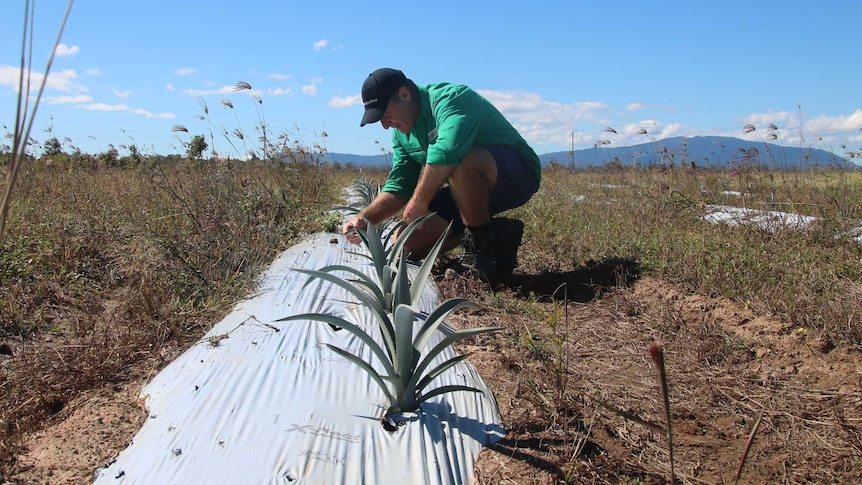 A man kneels down to a spiky plant in an open paddock.