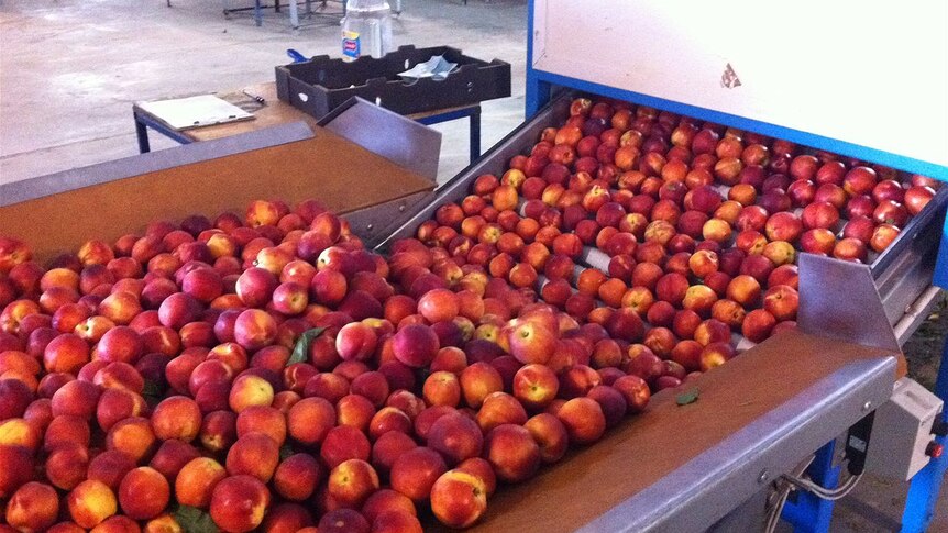 Peaches being sorted for packing