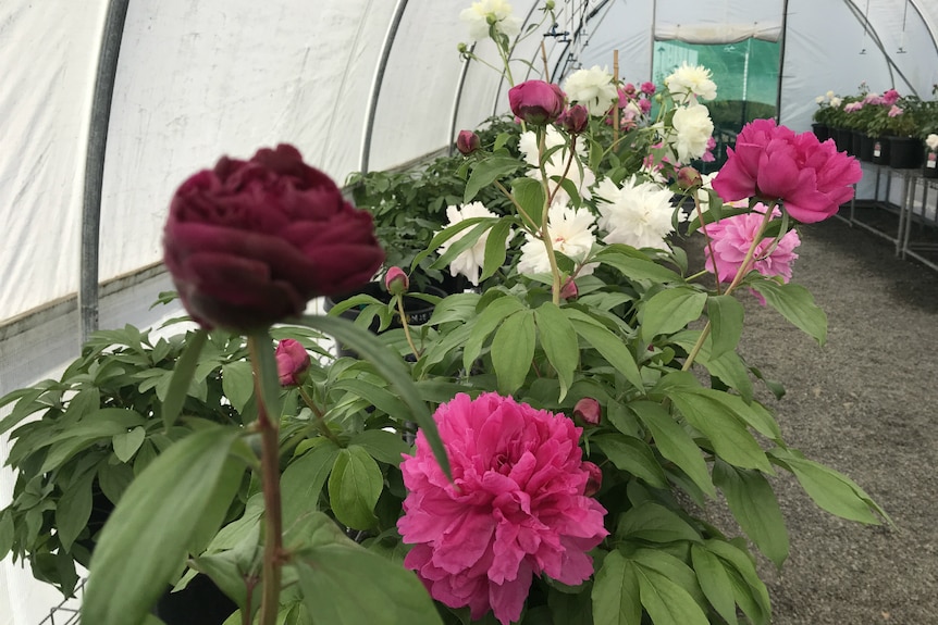 Multi-coloured peonies.