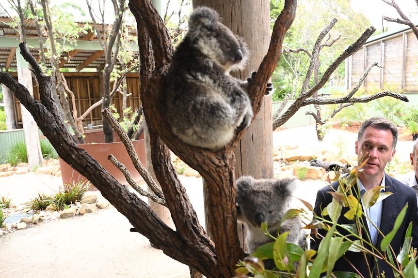 Chris Miins se encuentra junto a un árbol mirando a dos koalas en el Symbio Wildlife Park en Helensburgh.