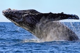 A humpback whale breaches off the coast of Yamba in northern New South Wales in June 2014.