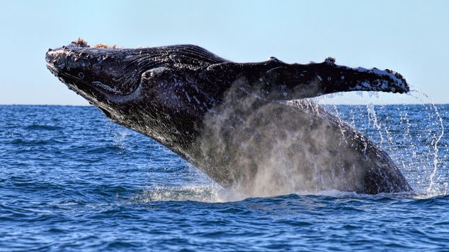 A humpback whale breaches off the coast of Yamba in northern New South Wales in June 2014.